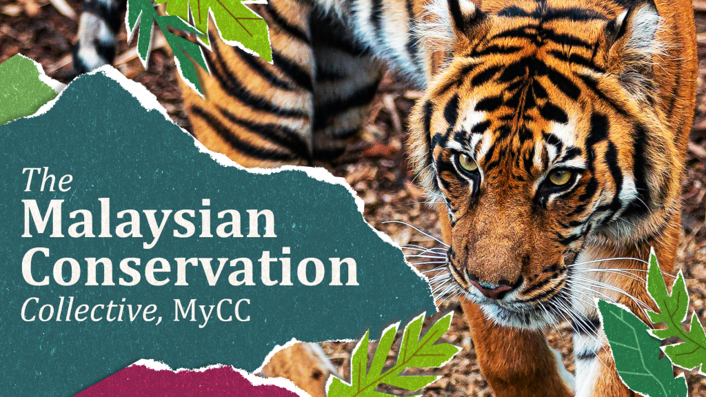 Malayan Tiger featured in promotional artwork for the Malaysian Conservation Collective (MyCC) and EnergyEdge’s habitat restoration initiative at Sungai Yu Ecological Corridor.